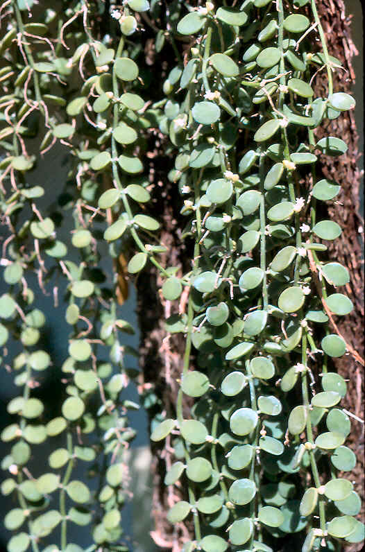 borneo 15 Inches Healthy Mature Plant Rare Hoya Hoya Waymaniae sp No Flowers 